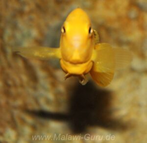 Labidochromis caeruleus 'yellow‘ Kakusa
